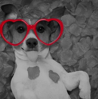 small dog wearing red heart sunglasses